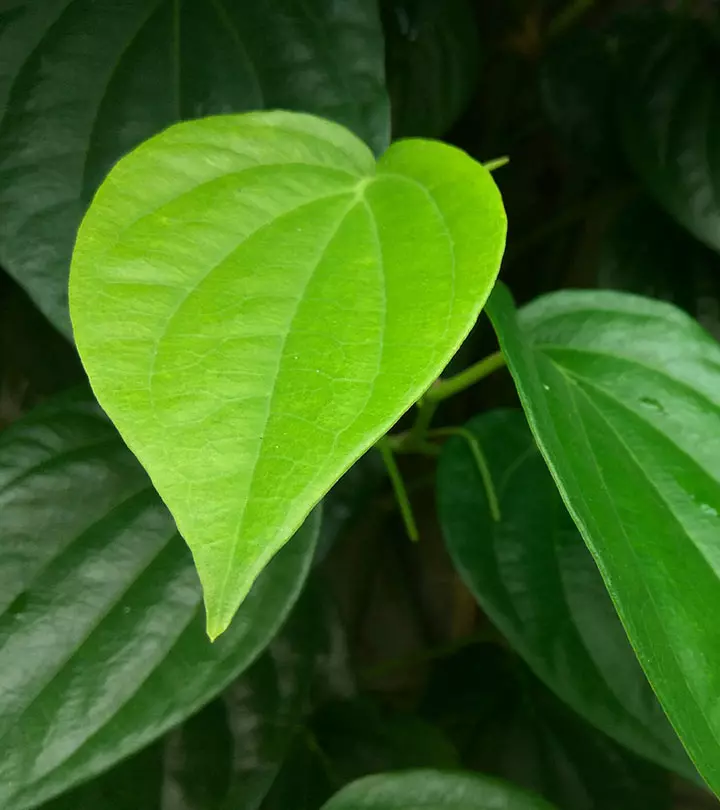Betel Leaf
