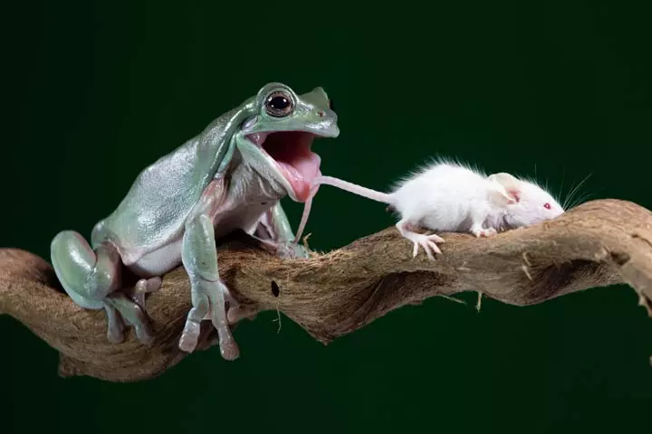 Frog and mouse