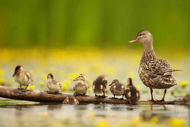 The oldest duck alive