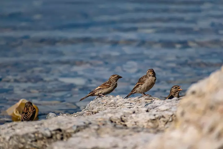 The sparrow that conquered the sea