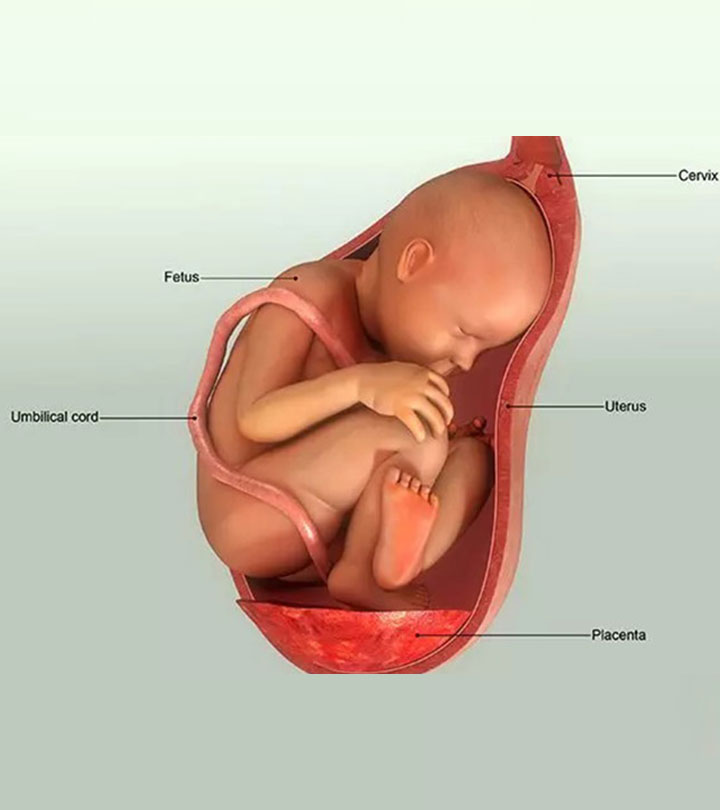 নরমাল ডেলিভারি: লক্ষণ, প্রক্রিয়া ও টিপস | Normal Delivery: Symptoms, Process, Tips_image