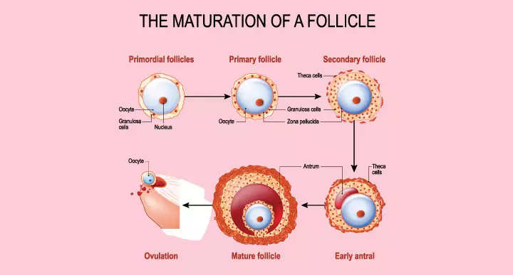 Ovarian and antral follicles development explained