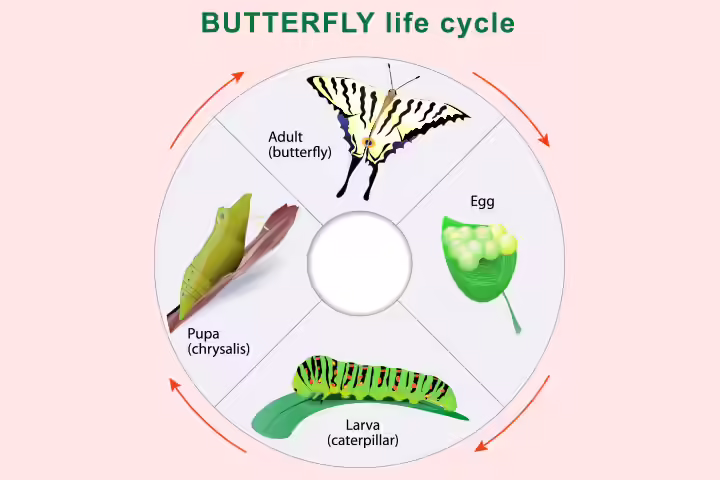 Butterfly lifecycle activity for 5 year olds Butterfly lifecycle activity for 5 year olds