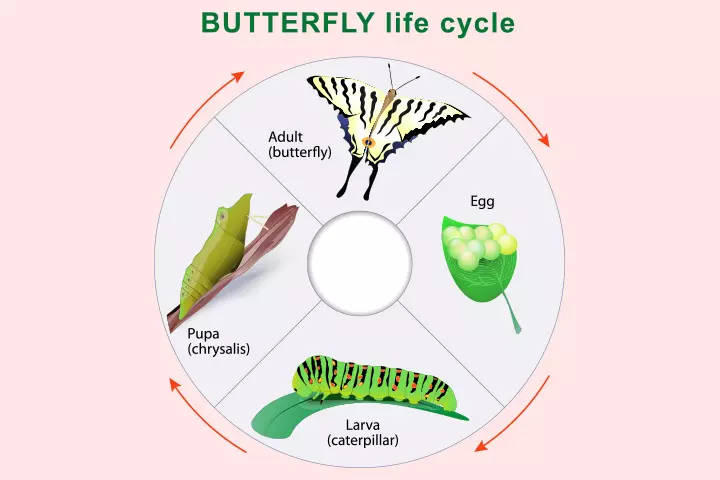 Butterfly lifecycle activity for 5 year olds