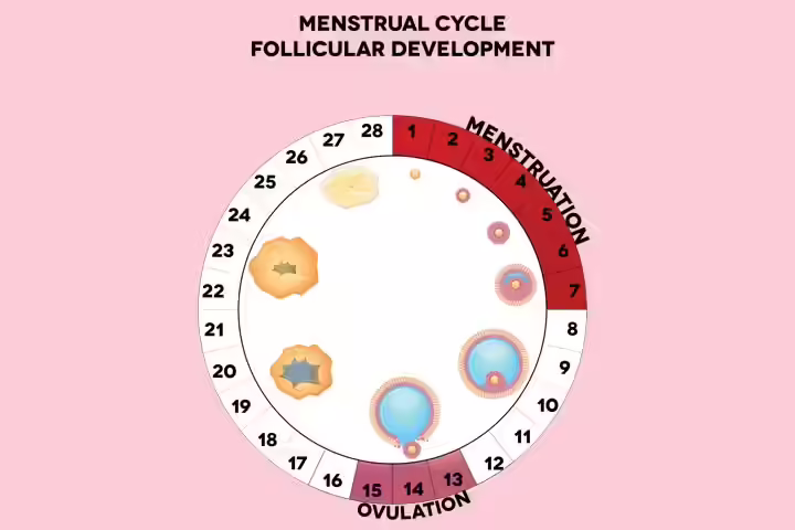 Ovarian and antral follicles in menstrual cycles explained Ovarian and antral follicles in menstrual cycles explained