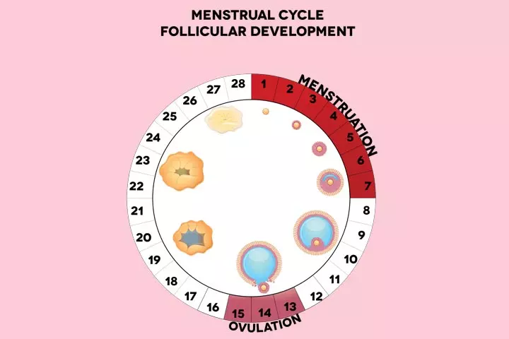 Ovarian and antral follicles in menstrual cycles explained