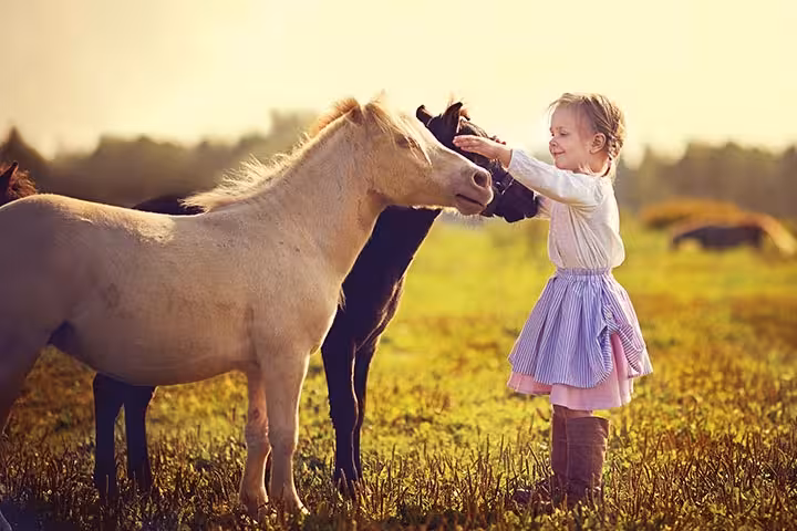 25 Informative And Fun Facts About Horses For Kids Web