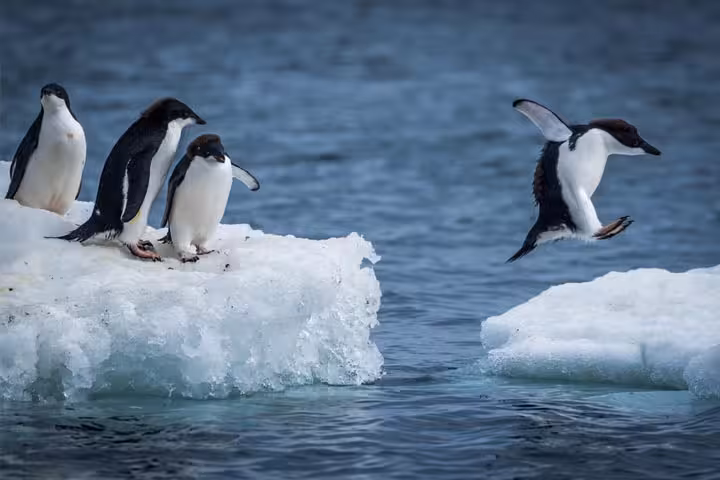 30 Interesting And Fun Facts About Penguins For Kids-1
