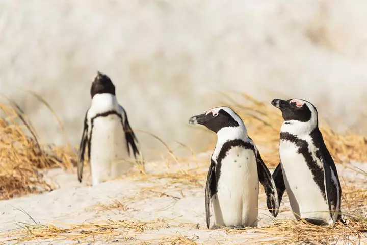 Facts about African penguins for kids