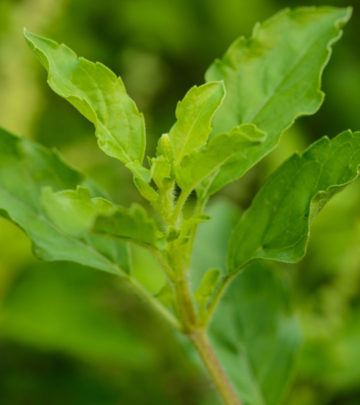 Chiranjeevi herb found by Siddharthas - Health benefits of tulsi