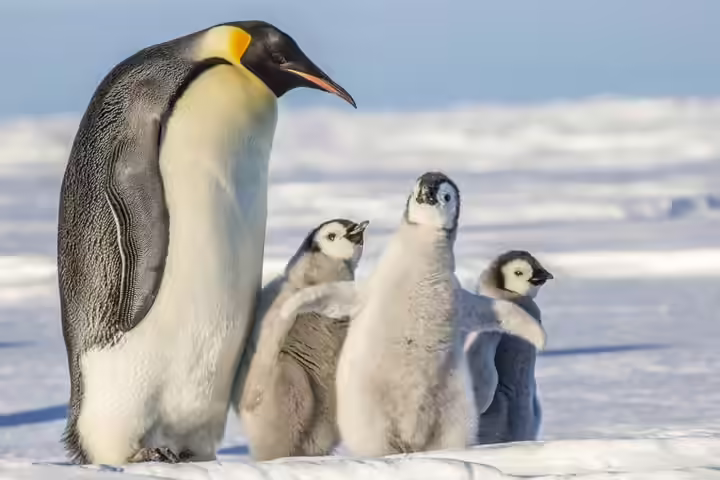 Facts about Emperor penguins for kids