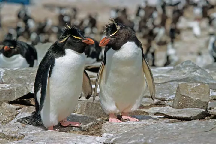 Facts about erec crested penguins for kids