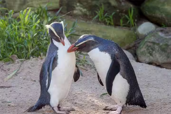 Facts about fiordland penguins for kids