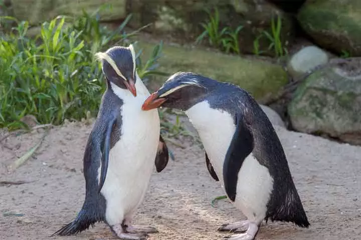 Facts about fiordland penguins for kids