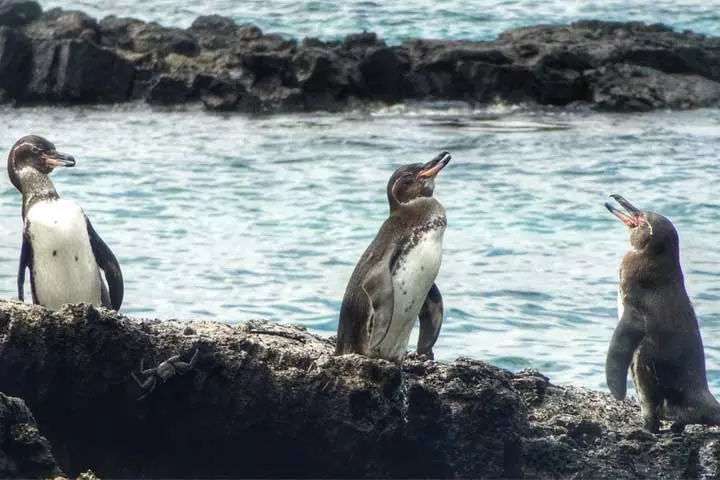 Facts about galapagos penguin for kids