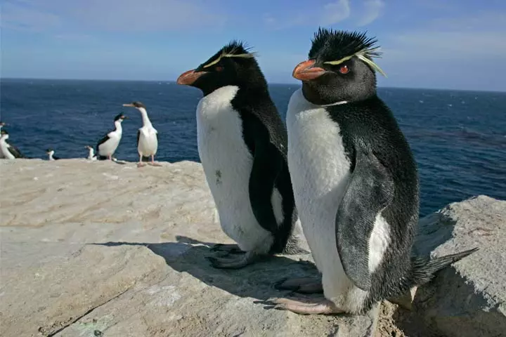 Facts about rockhopper enguins for kids