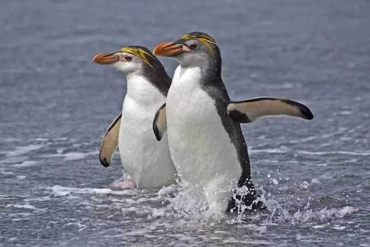 Facts about royal penguins for kids