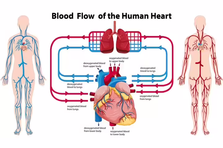 Blood circulation for kids Blood circulation for kids