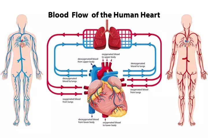 Blood circulation for kids