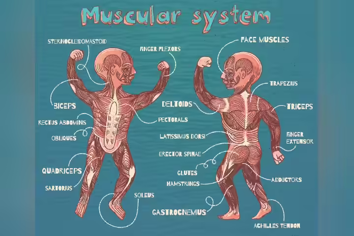 Labelling of muscles for kids Labelling of muscles for kids
