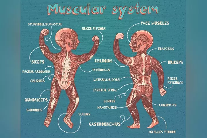 Labelling of muscles for kids