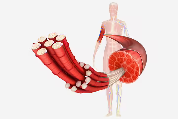Structure of muscular system for kids Structure of muscular system for kids
