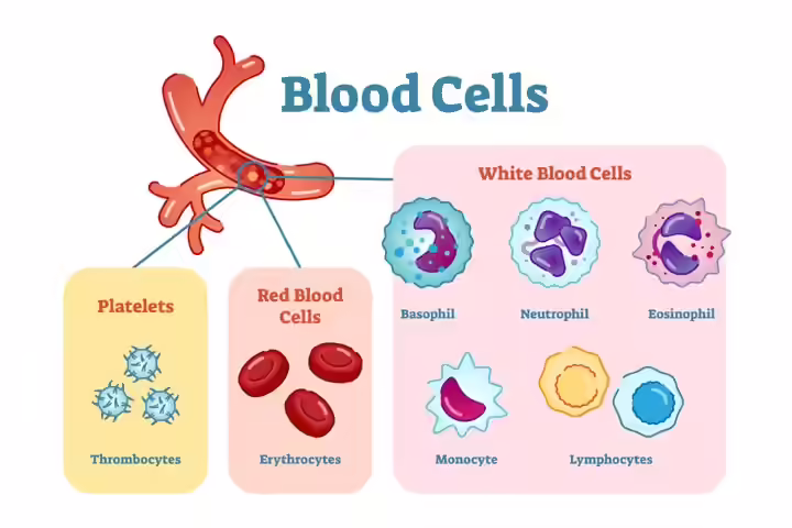 Different blood cell types for kids Different blood cell types for kids