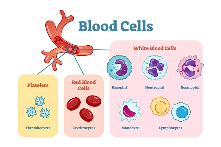 25 Amazing Blood Facts For Kids, Types And Components