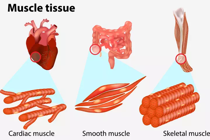 Muscle tissue types, muscular system for kids