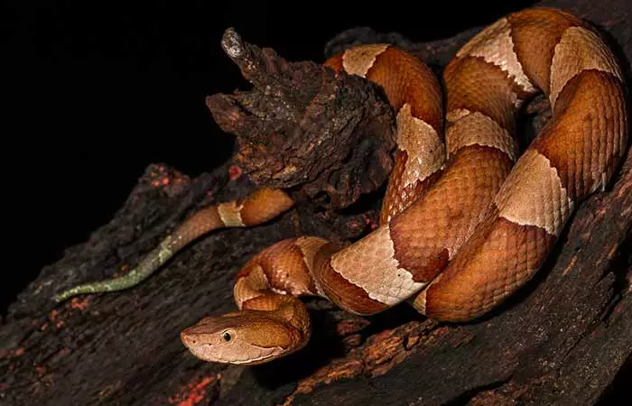 Facts about American copperhead snake, for kids