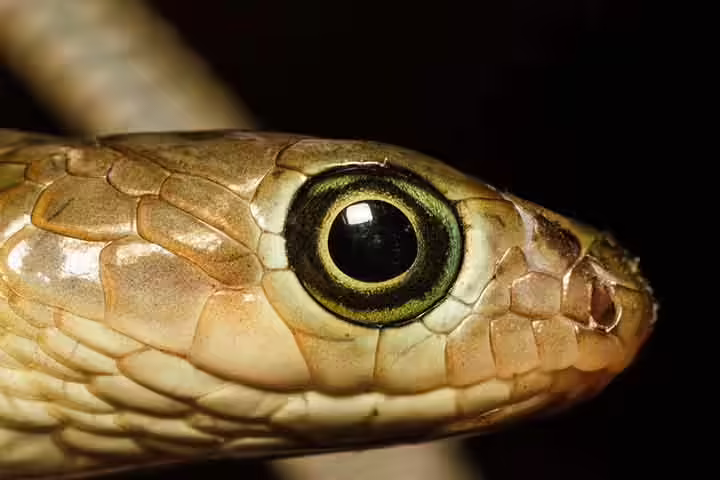 Facts about snakes\' senses, for kids Facts about snakes\' senses, for kids