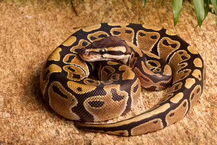 Facts about ball python, for kids Facts about ball python, for kids
