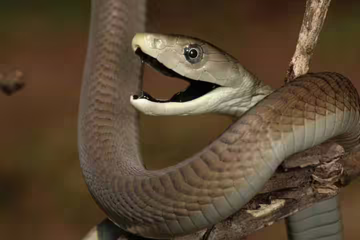 Facts about black mamba, for kids Facts about black mamba, for kids