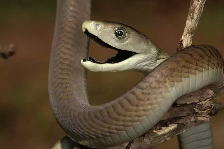 Facts about black mamba, for kids