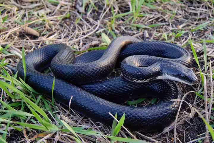 Facts about black rat snake, for kids Facts about black rat snake, for kids