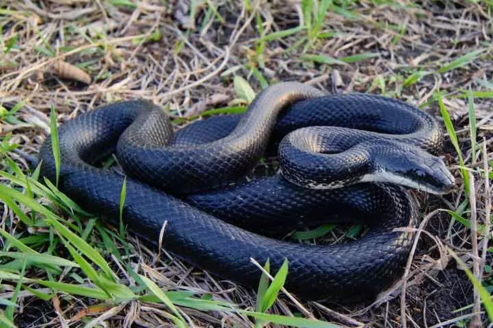 Facts about black rat snake, for kids