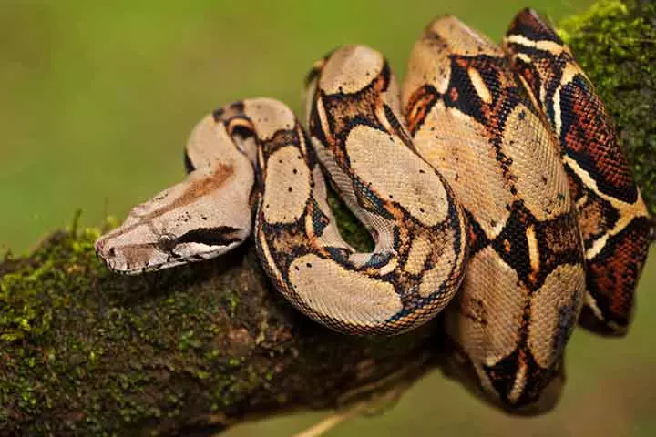 Facts about boa constrictor, for kids