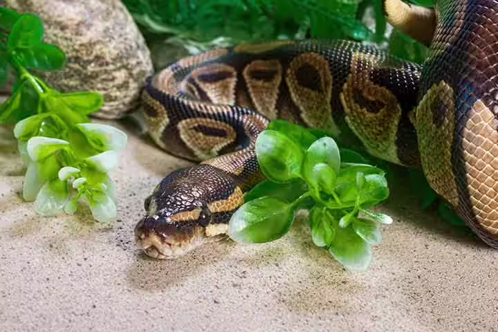Facts about Burmese python, for kids Facts about Burmese python, for kids