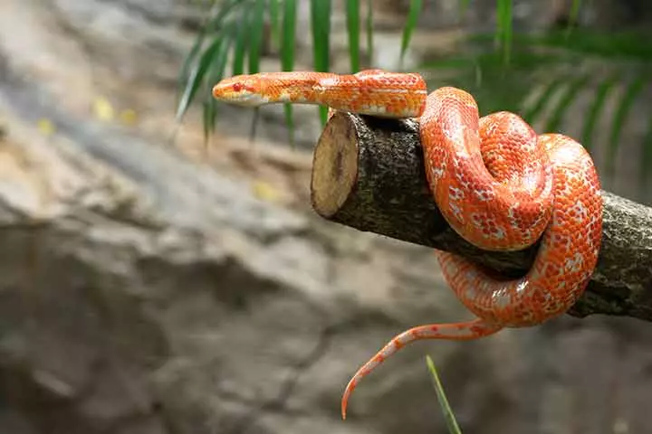 Facts about corn snake, for kids