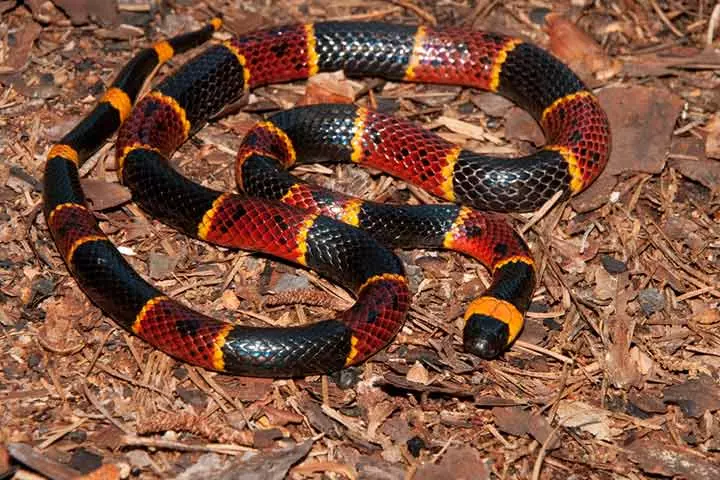 Facts about eastern coral snake, for kids