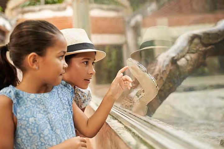 Fun And Interesting Facts About Snakes, For Kids