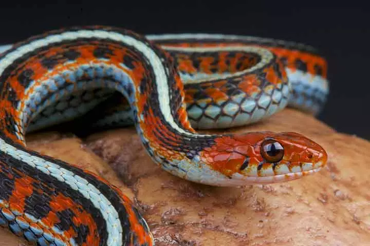 Facts about garter snake, for kids