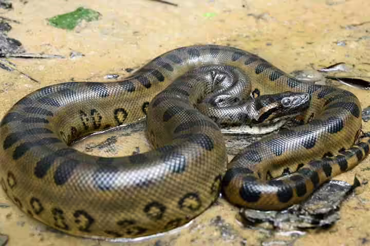 Facts about green anaconda snake, for kids Facts about green anaconda snake, for kids