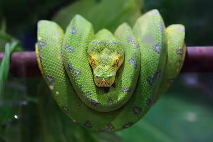 Facts about green tree python, for kids Facts about green tree python, for kids