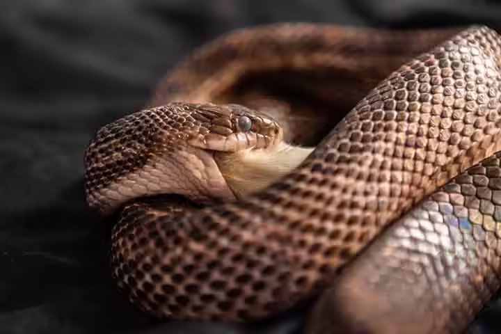 Facts about snakes feeding themselves, for kids Facts about snakes feeding themselves, for kids