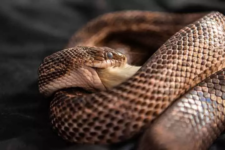 Facts about snakes feeding themselves, for kids