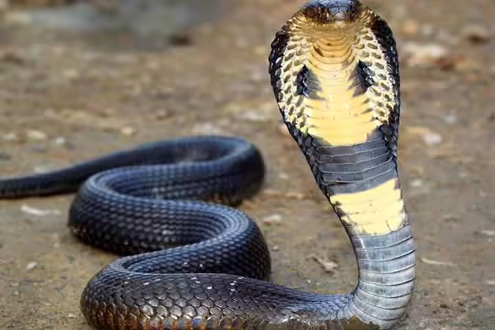 Facts about king cobra, for kids Facts about king cobra, for kids