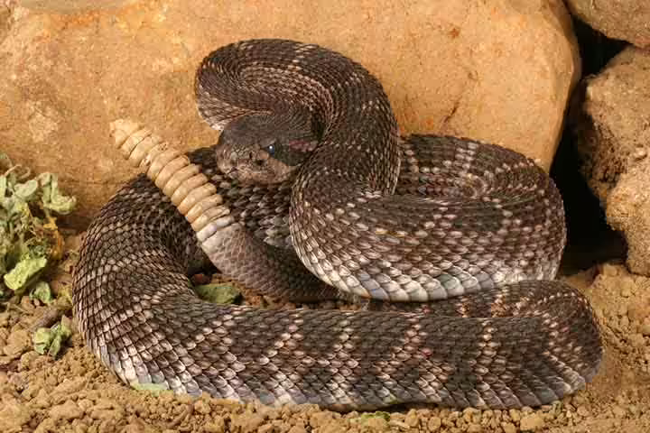 Facts about rattlesnake, for kids Facts about rattlesnake, for kids