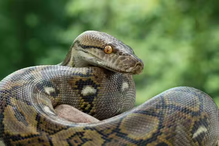 Facts about reticulated python, for kids Facts about reticulated python, for kids