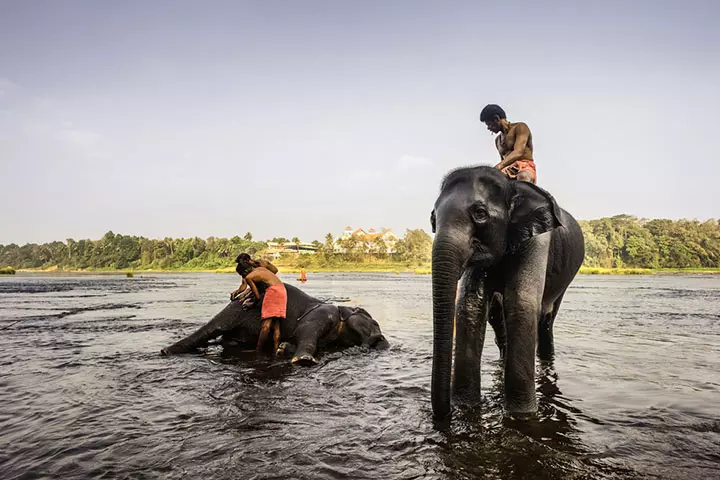 Spa For Elephants